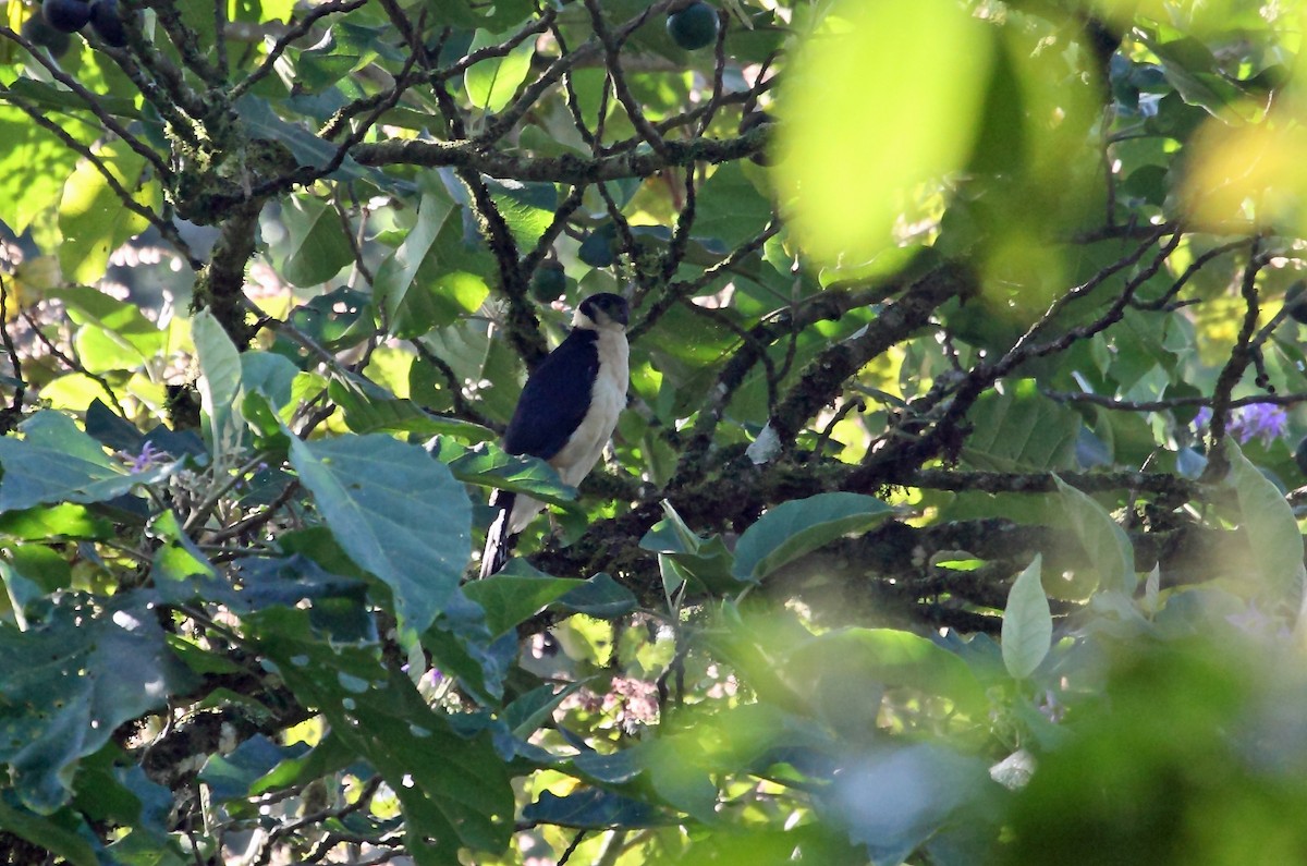 Collared Forest-Falcon - ML45287991