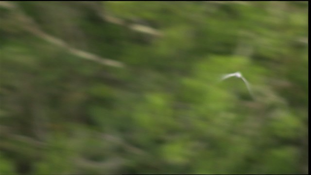 Yellow-billed Tern - ML452880