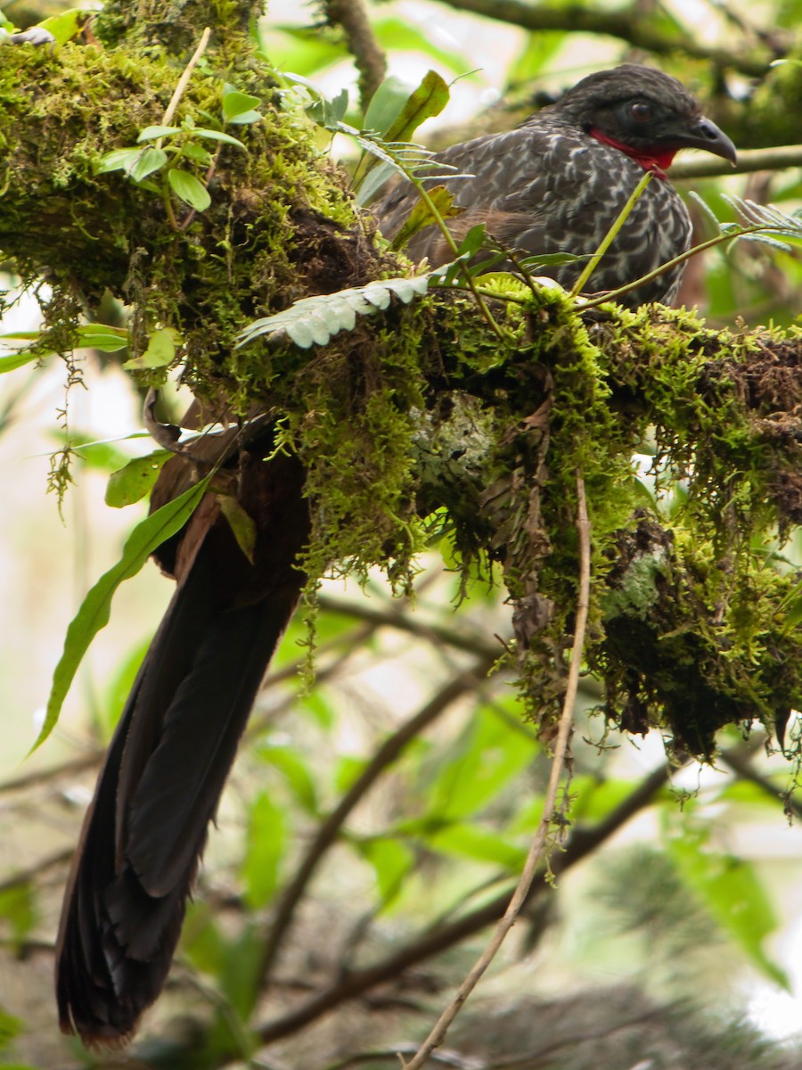 Cauca Guan - Nigel Voaden