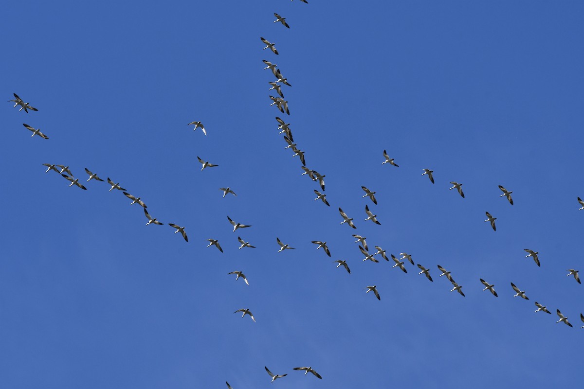 Snow Goose - ML452881391