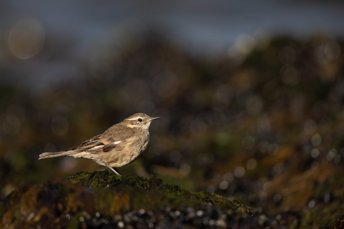 Buff-winged Cinclodes - ML452883271