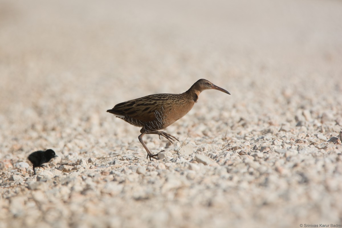 King Rail - ML452884451