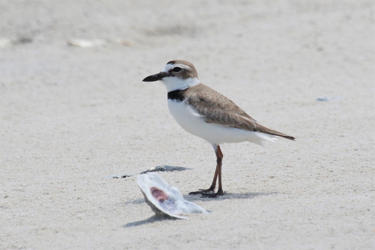 Wilson's Plover - mario balitbit
