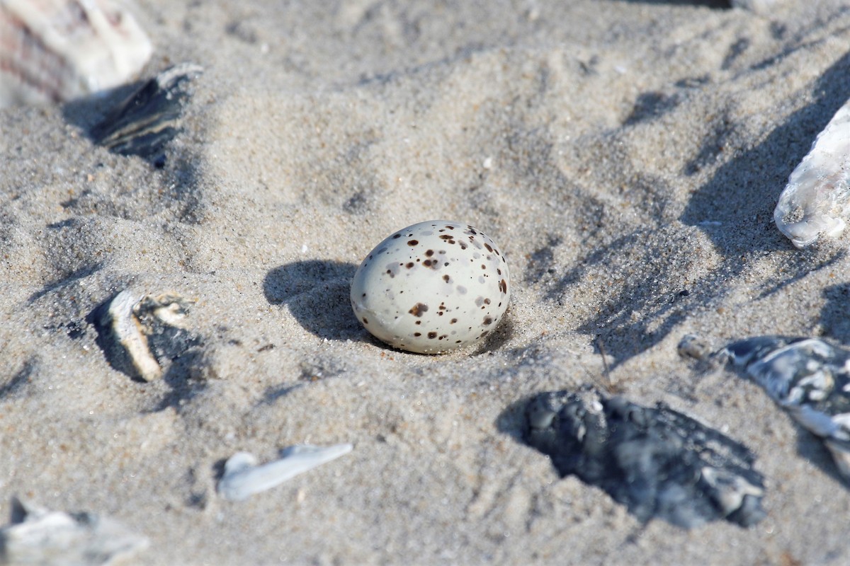 Least Tern - mario balitbit
