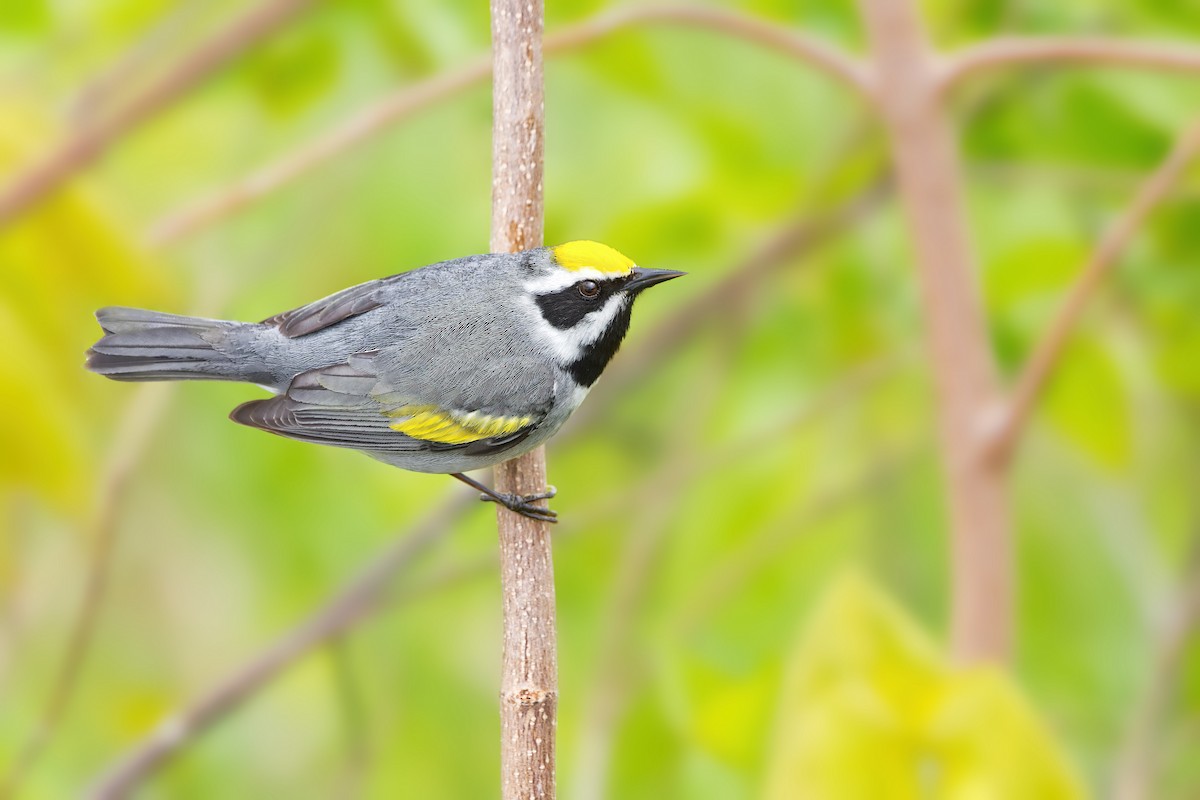 Golden-winged Warbler - ML452886011