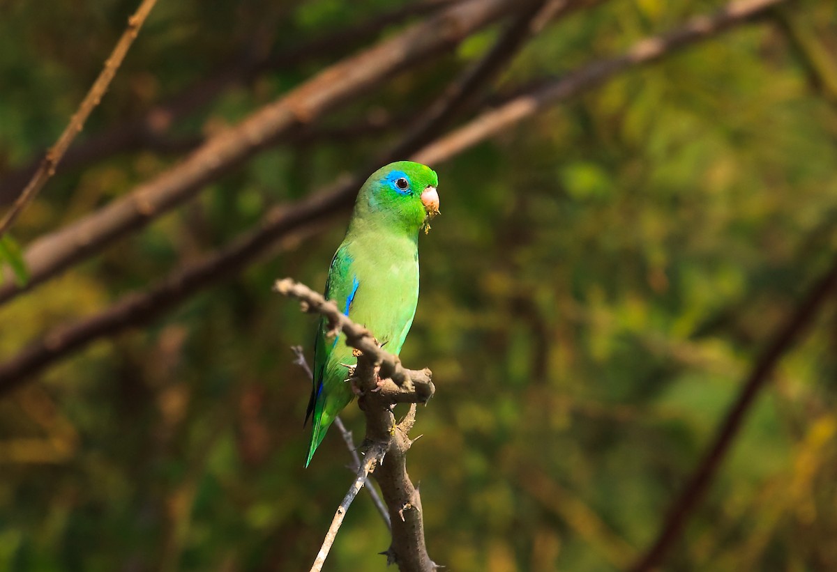 Spectacled Parrotlet - Nigel Voaden