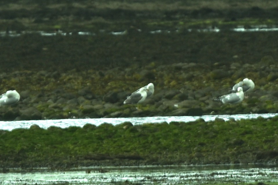 Lesser Black-backed Gull - ML452886591