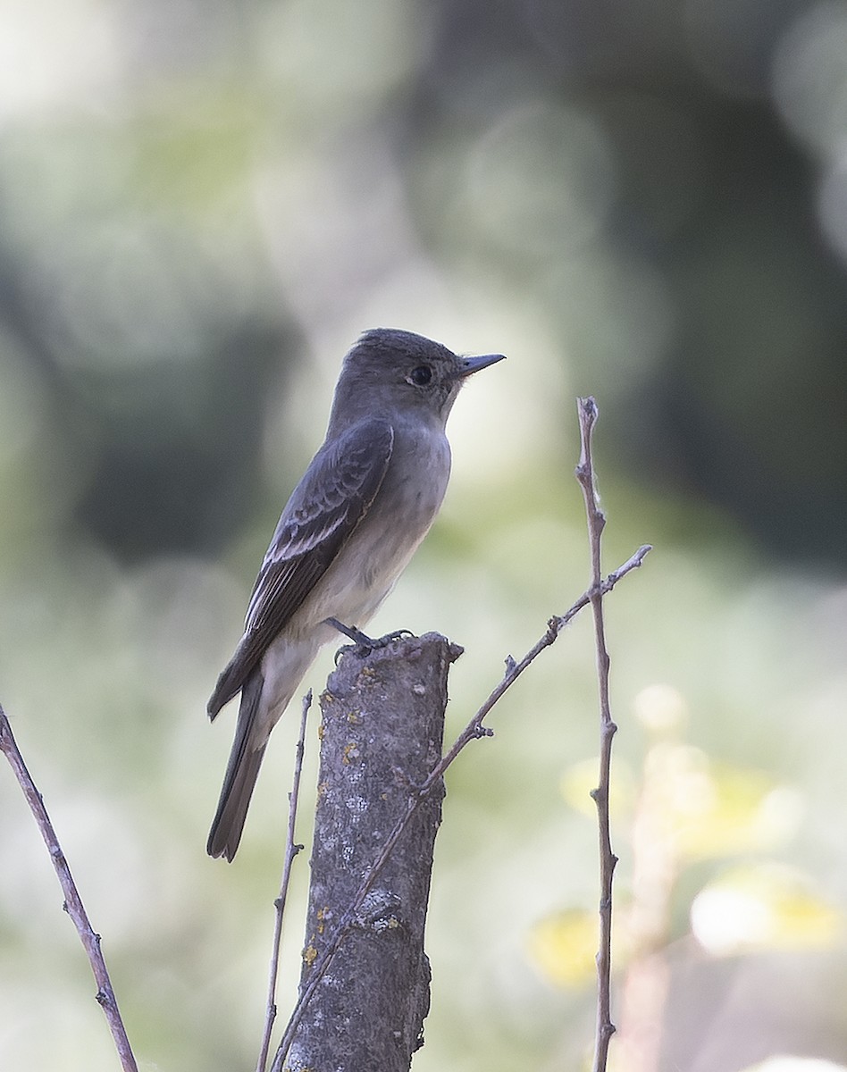 Western Wood-Pewee - ML452886681