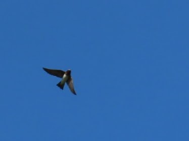 Cliff Swallow - ML452887101