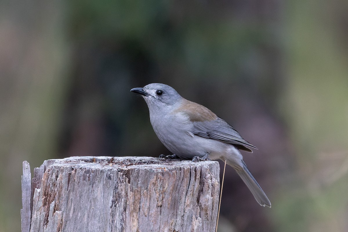 Gray Shrikethrush - ML452888031