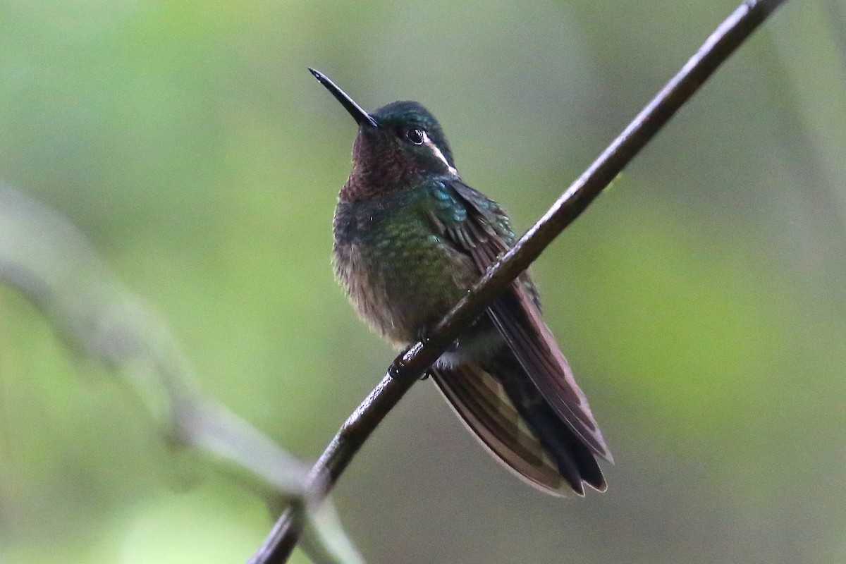 kolibřík fialovohrdlý - ML452889011