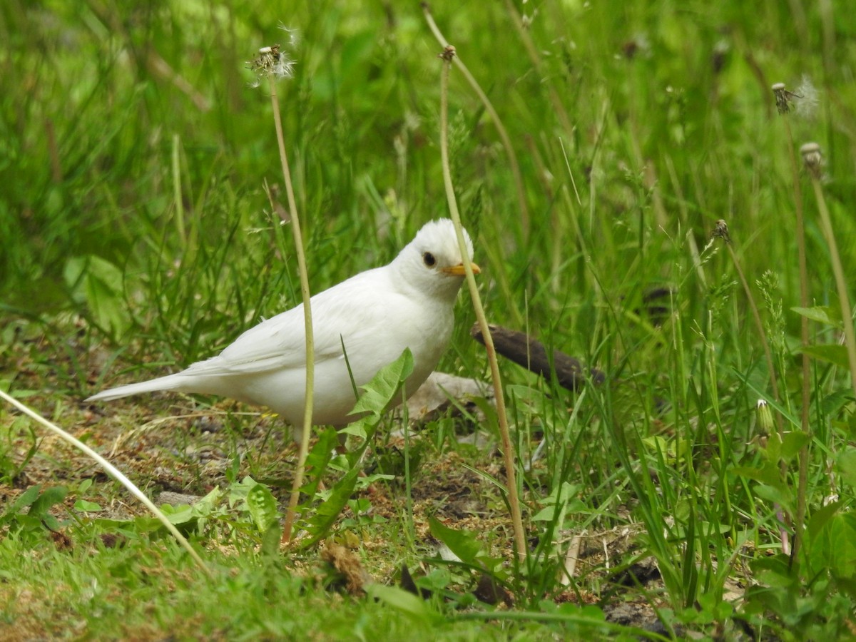 Zozo papargorria - ML452890081