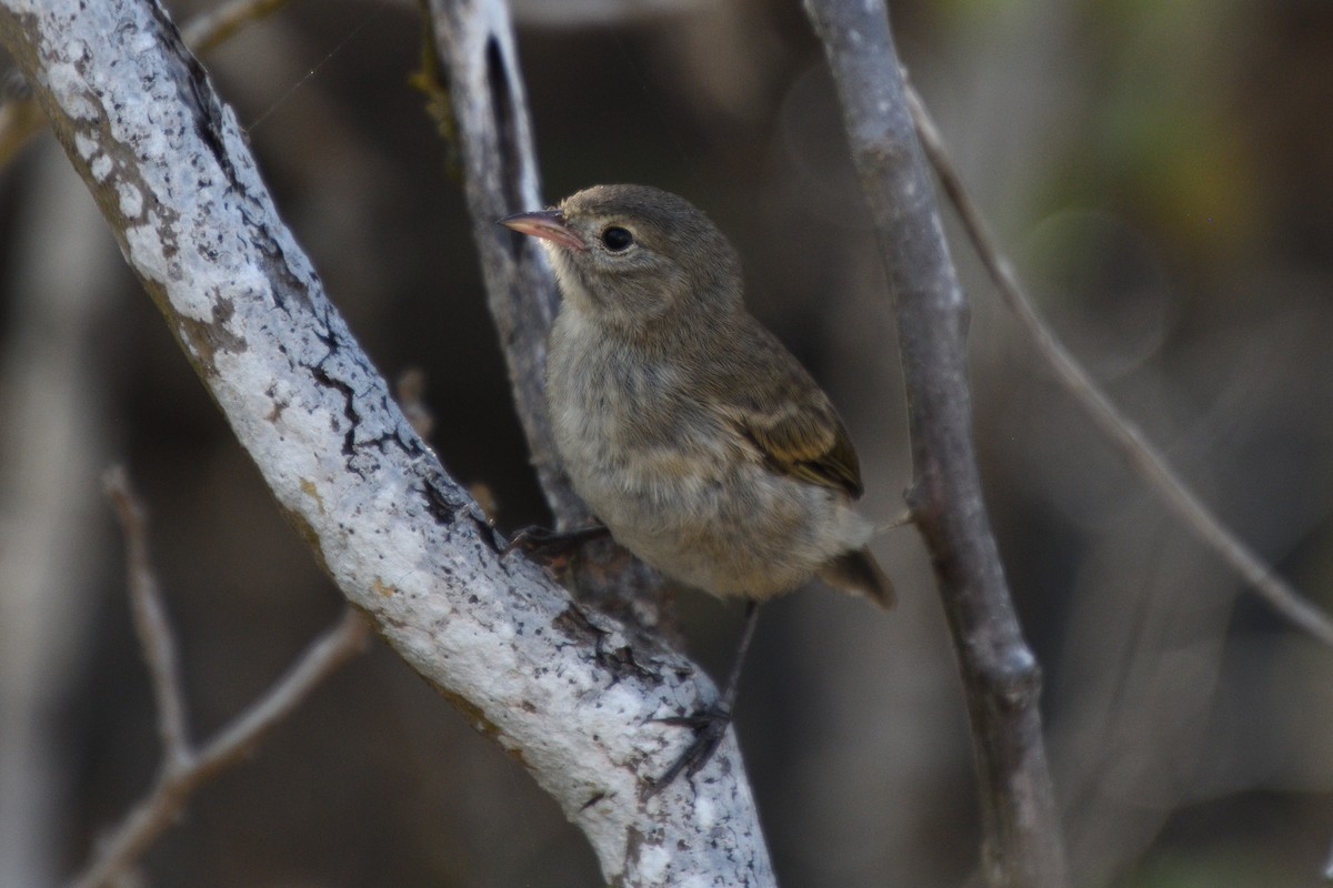 Gray Warbler-Finch - Hugh Whelan