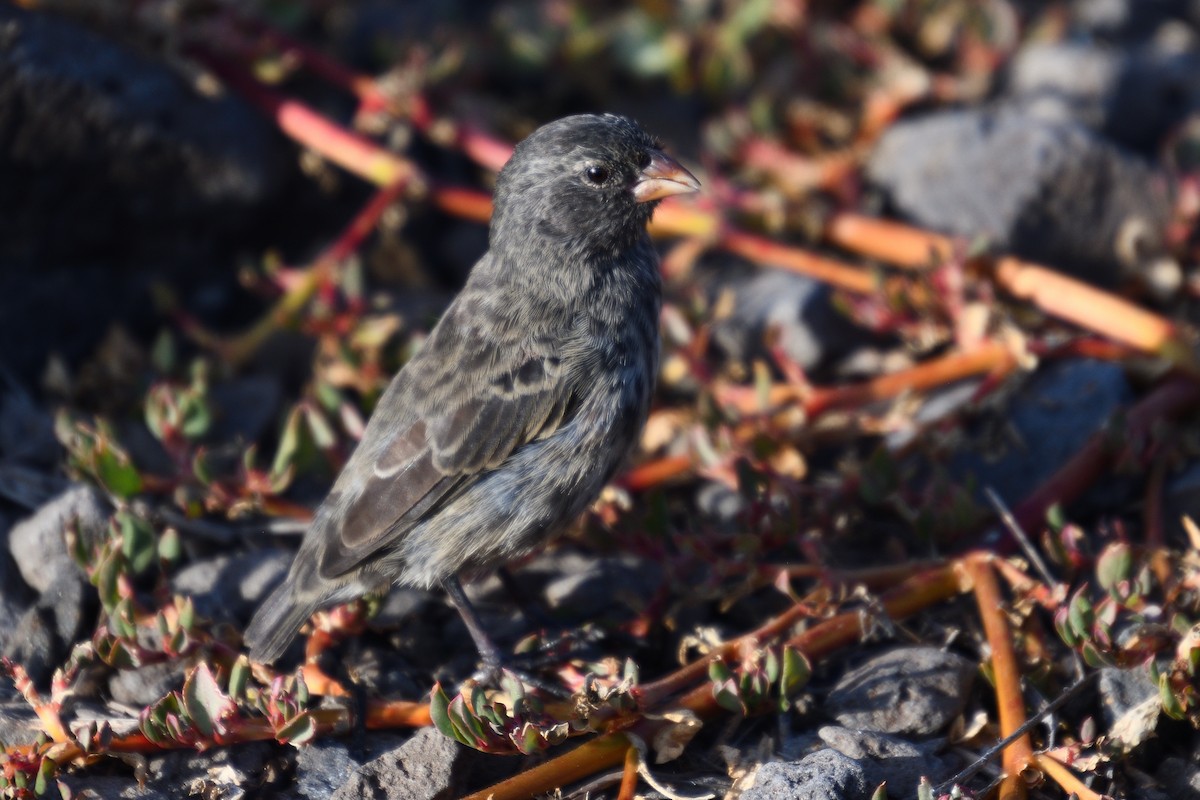 Small Ground-Finch - Hugh Whelan