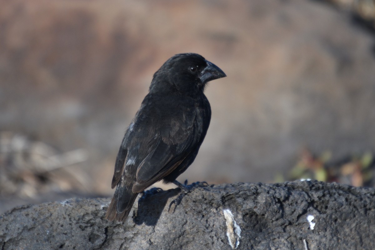 Española Ground-Finch - Hugh Whelan