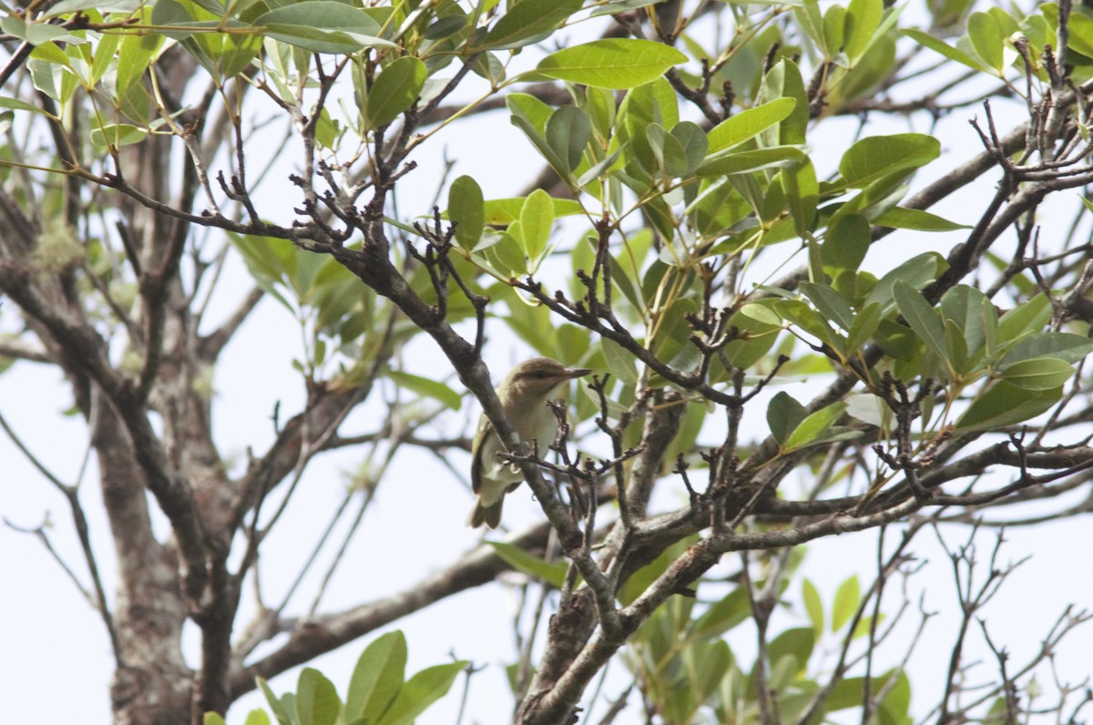 Black-whiskered Vireo - Anonymous