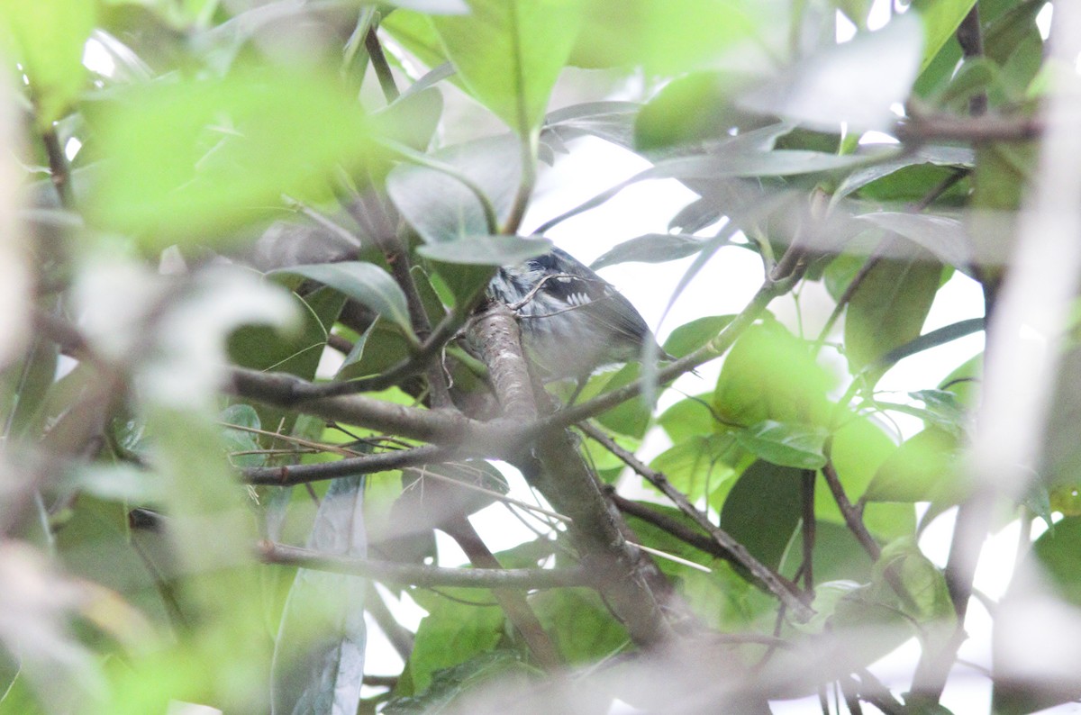 Elfin-woods Warbler - ML452890331