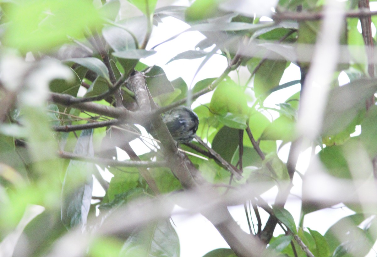 プエルトリコアメリカムシクイ - ML452890341