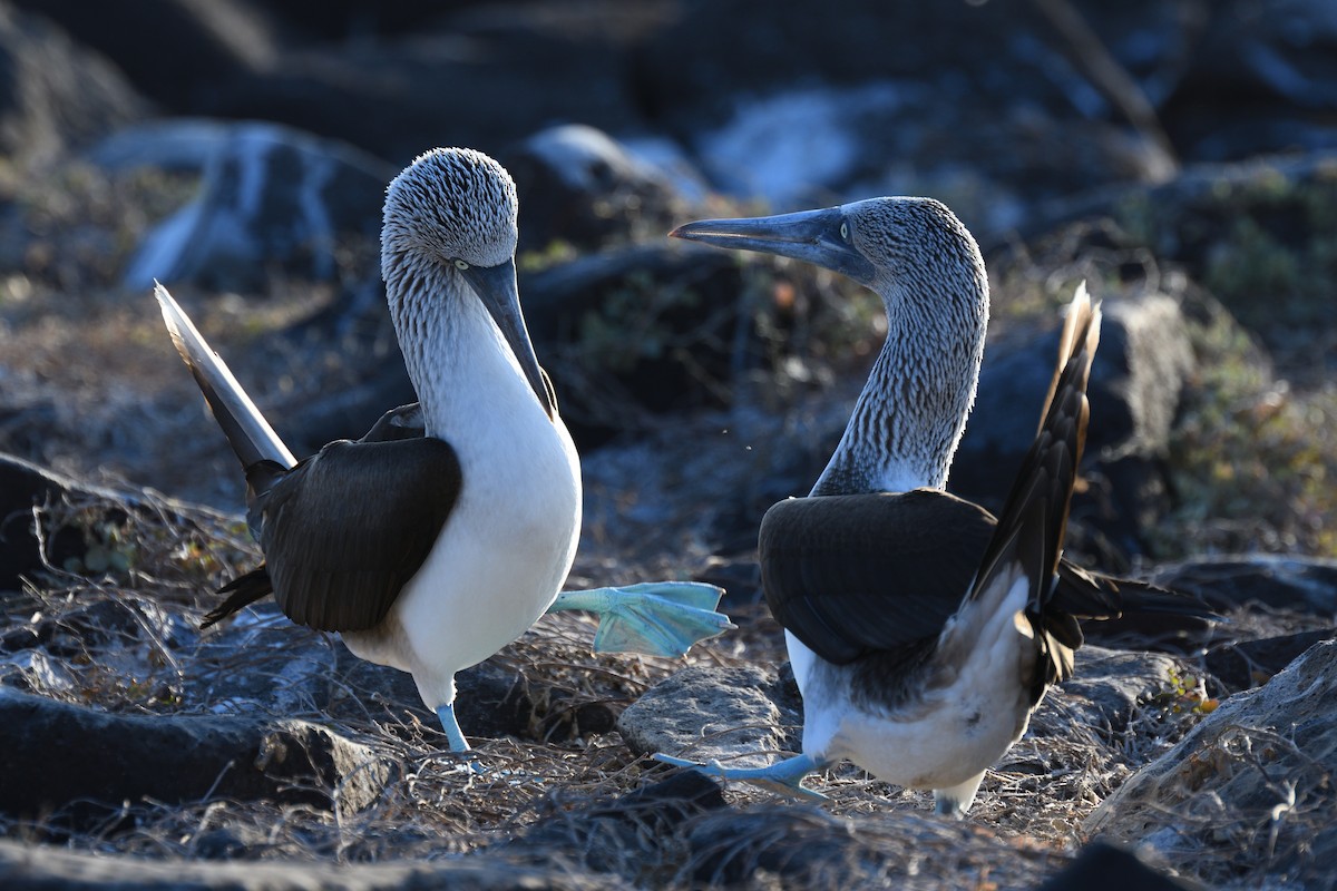 Blue-footed Booby - Hugh Whelan