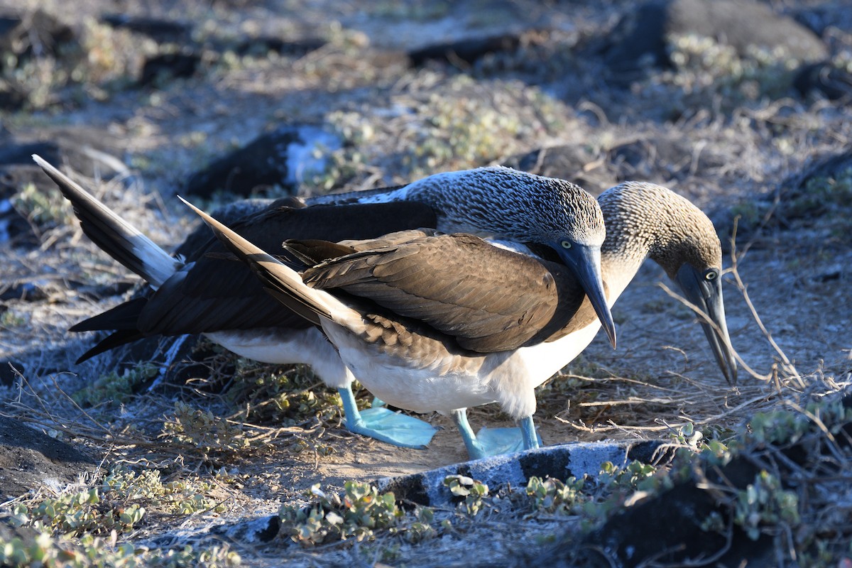 Blue-footed Booby - Hugh Whelan