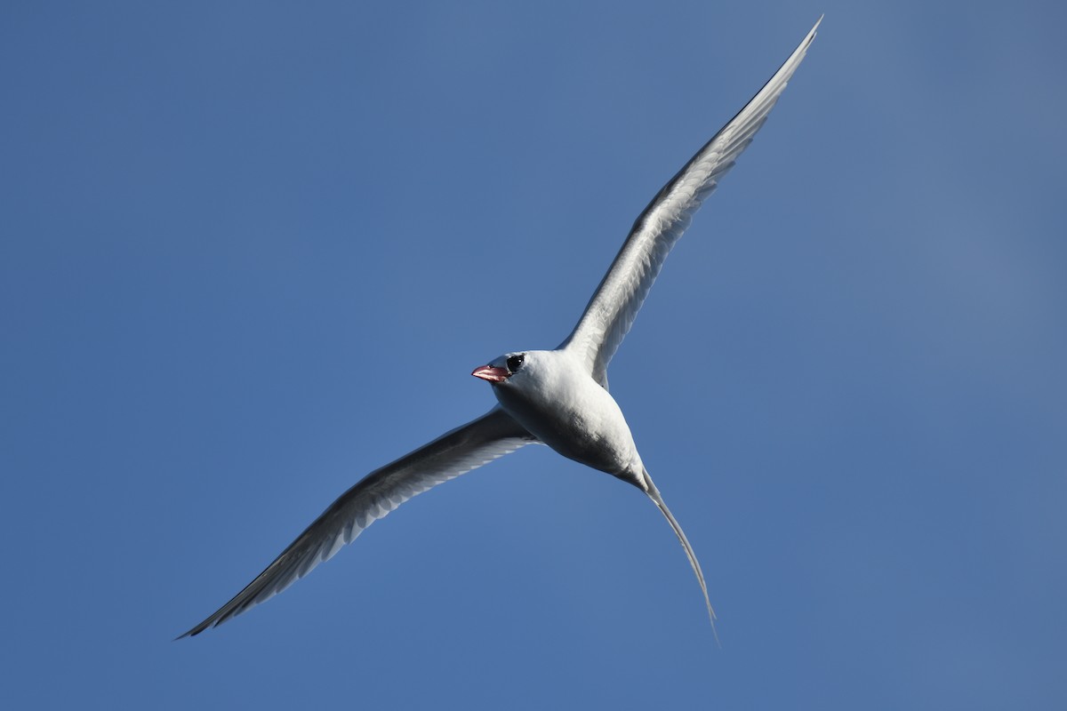 Red-billed Tropicbird - Hugh Whelan