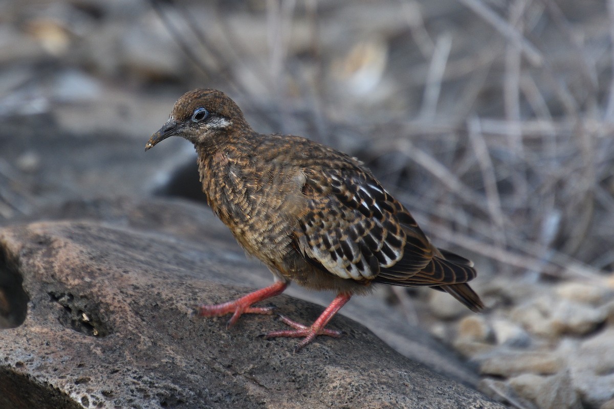 Galapagos Dove - ML452890731