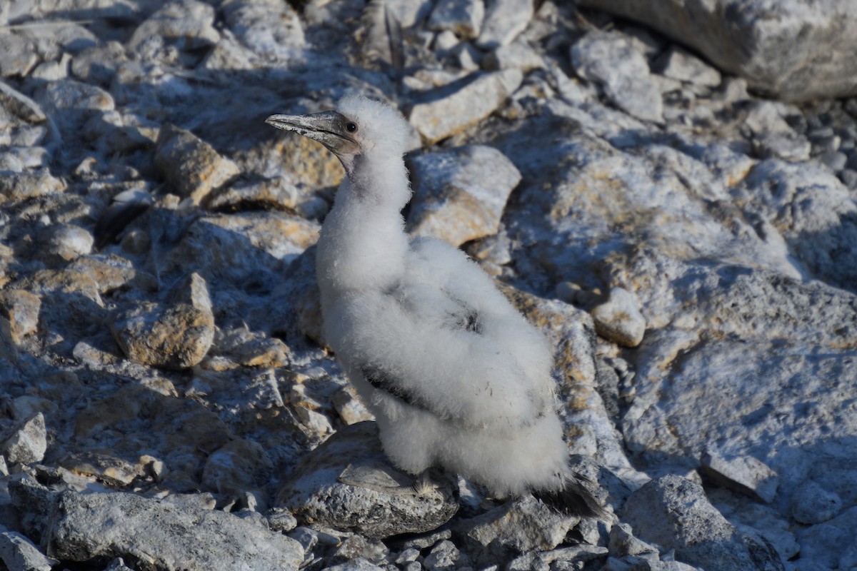 Nazca Booby - ML452890771