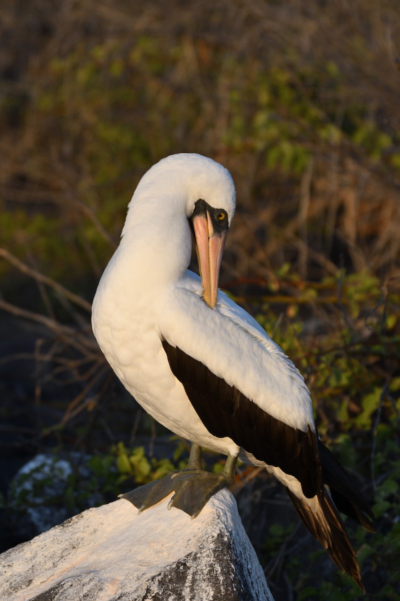 Nazca Booby - ML452890791