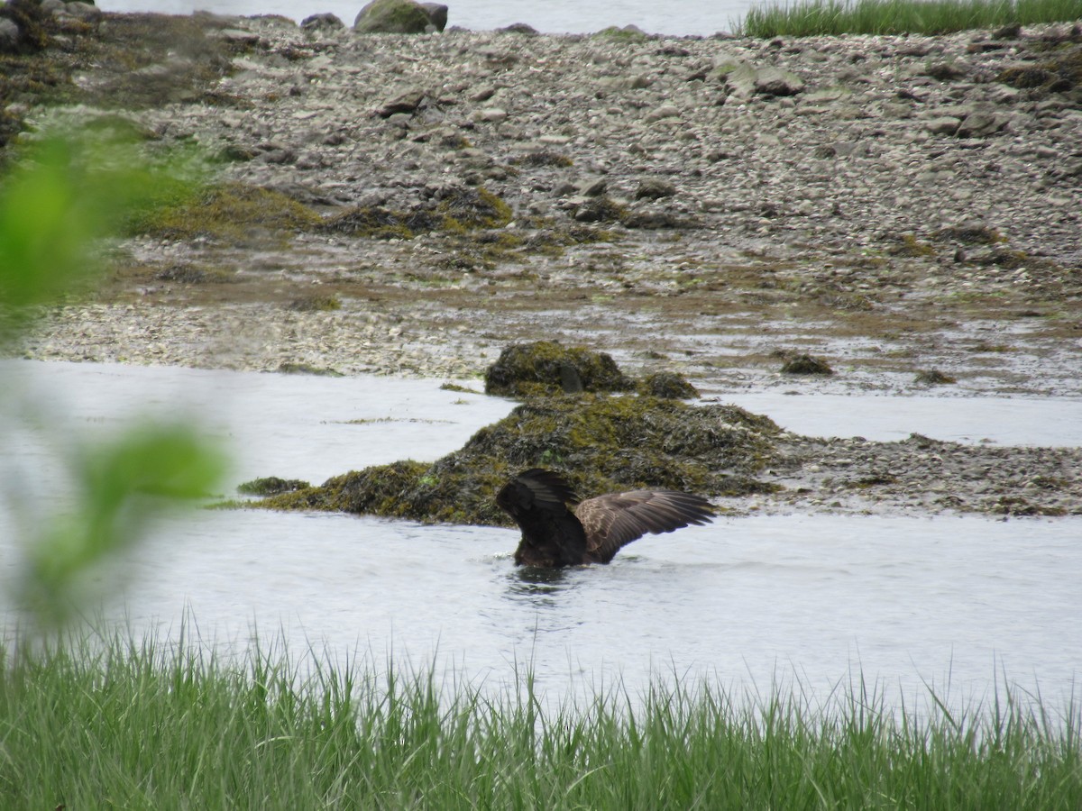 Bald Eagle - ML452891101