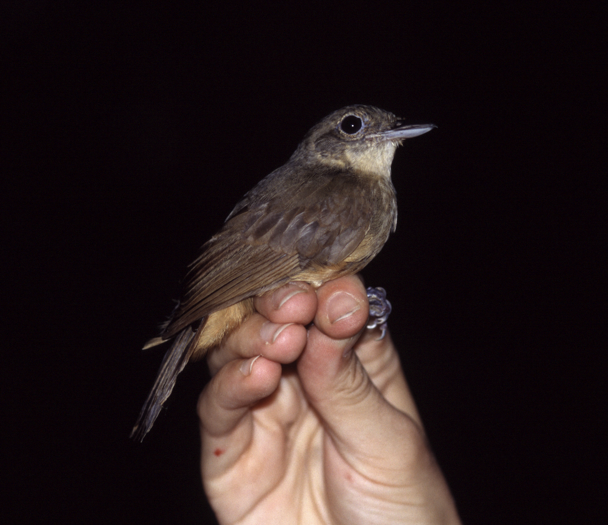 Saturnine Antshrike - Joseph Tobias