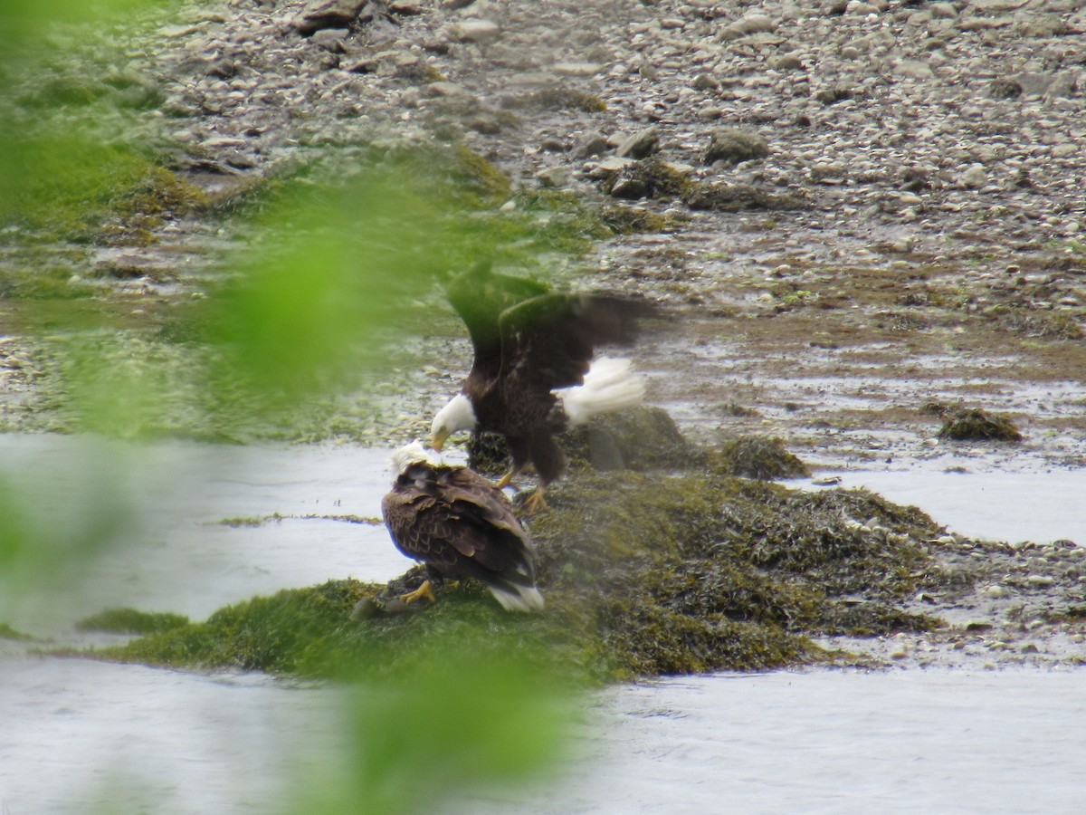 Bald Eagle - ML452891201