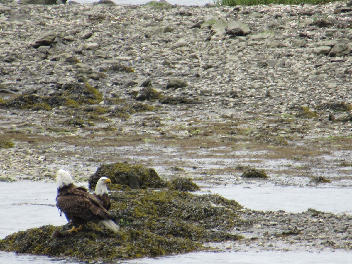 Bald Eagle - ML452891261