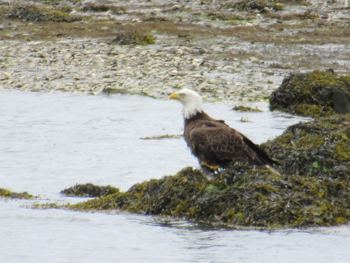 Bald Eagle - ML452891301