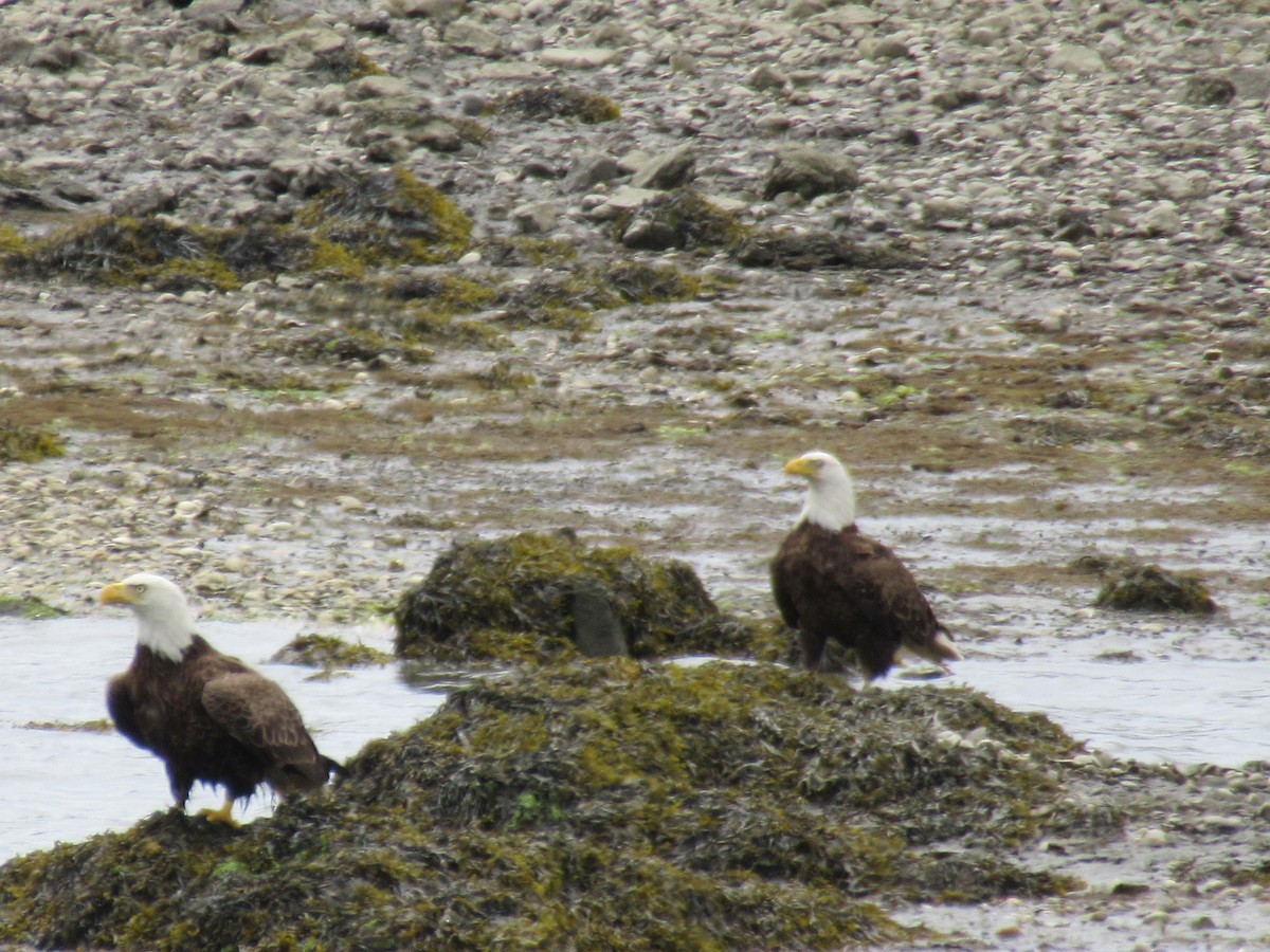 Bald Eagle - ML452891331