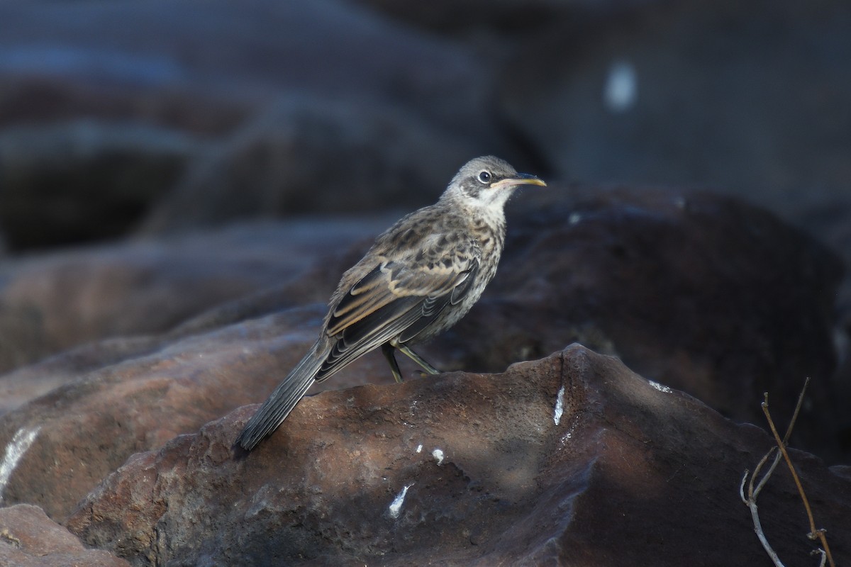 Española Mockingbird - ML452892421