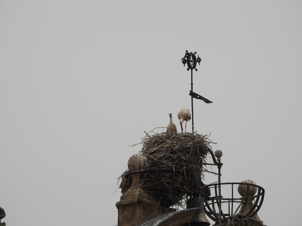 White Stork - ML452892891