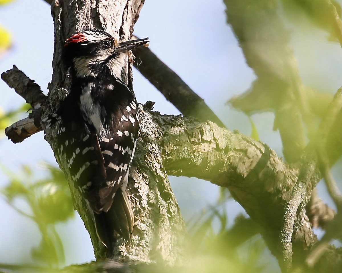 Hairy Woodpecker - ML452892951