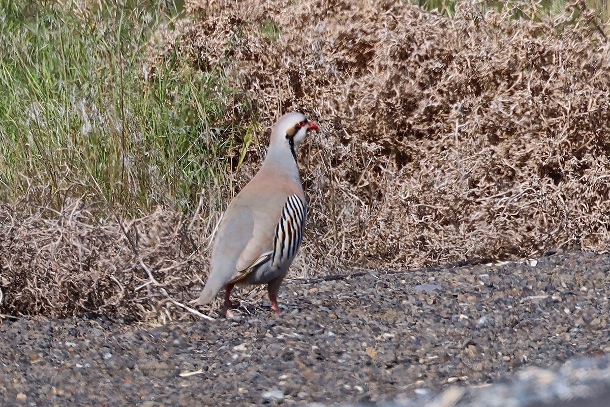 Perdiz Chucar - ML452894081