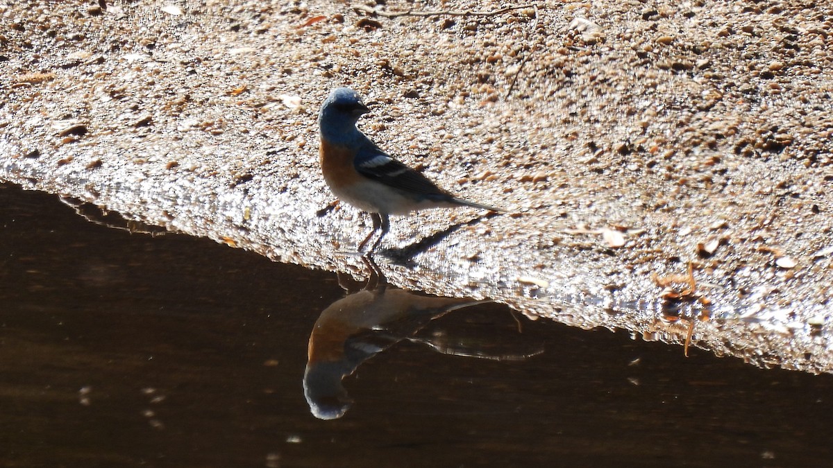 Lazuli Bunting - ML452894191