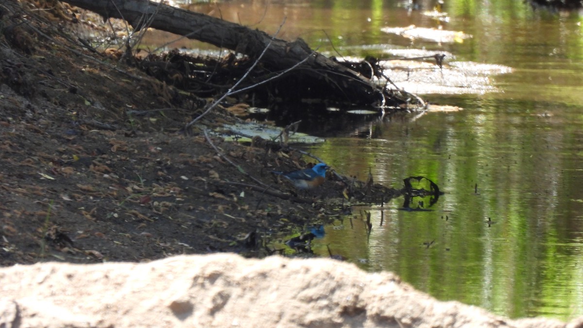 Lazuli Bunting - ML452894251