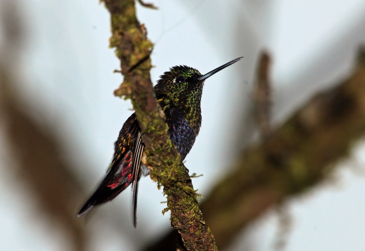 Blaubauch-Höschenkolibri - ML45289441