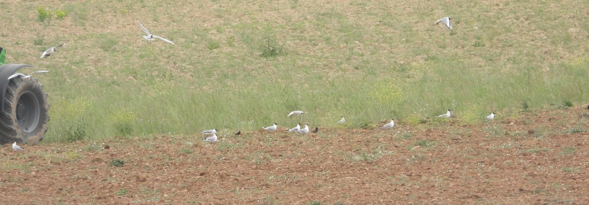 Black-headed Gull - Manuel Vega Uyá