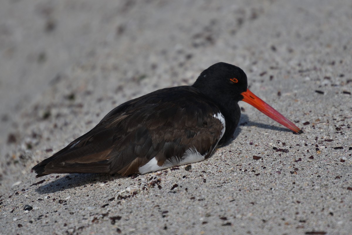 American Oystercatcher - Hugh Whelan