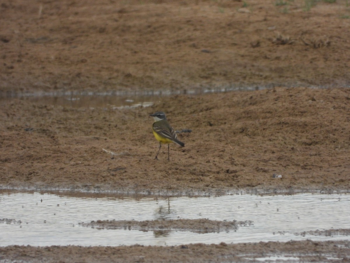 Western Yellow Wagtail - ML452895181