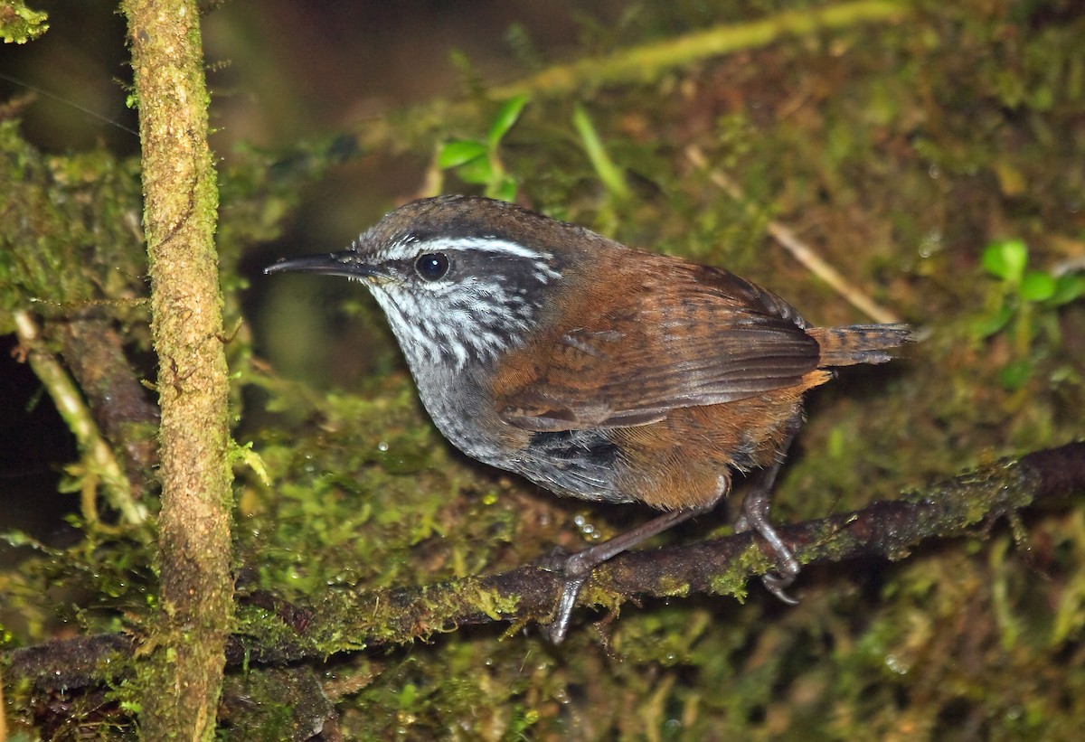 Munchique Wood-Wren - ML45289531