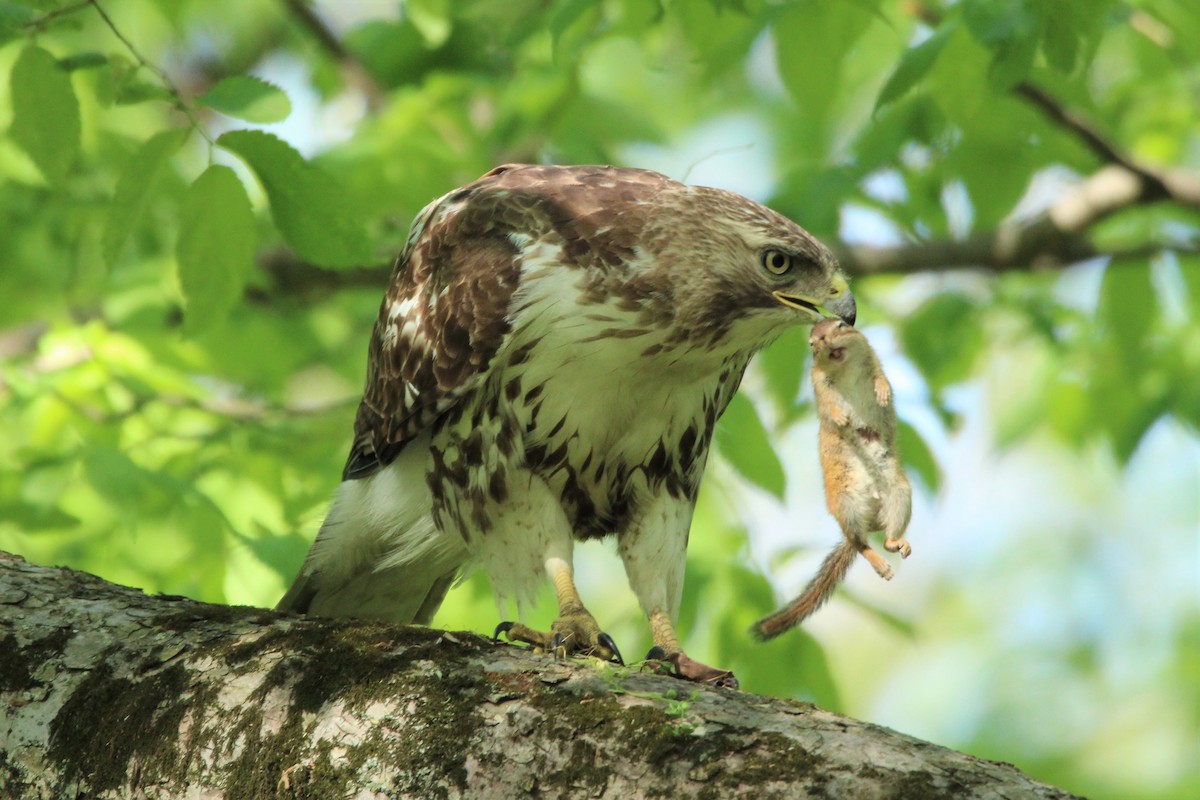 Red-tailed Hawk - Marah Brubaker