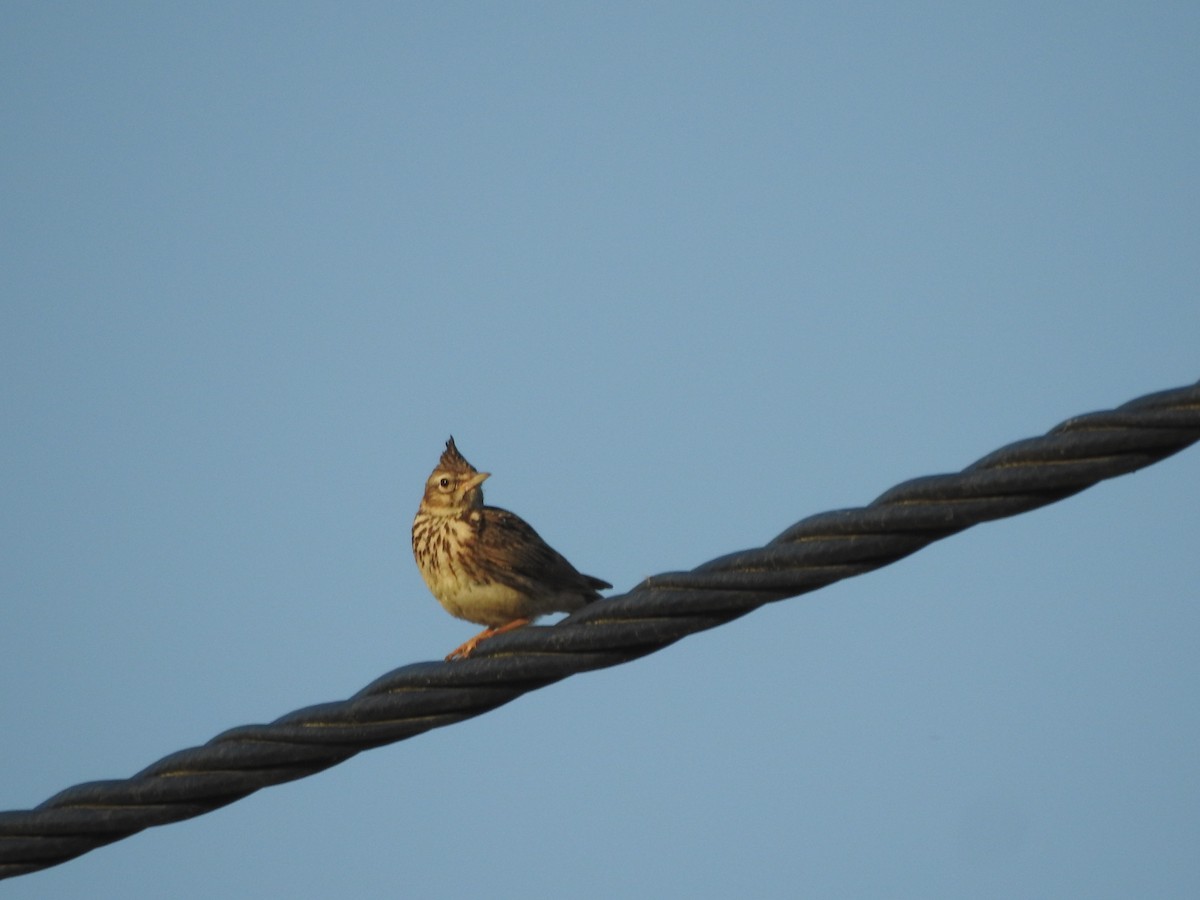 Thekla's Lark - Alexandre Rica Cardoso