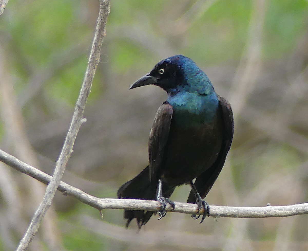 Common Grackle - ML452896281