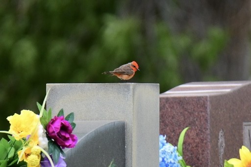 Vermilion Flycatcher - ML452896961