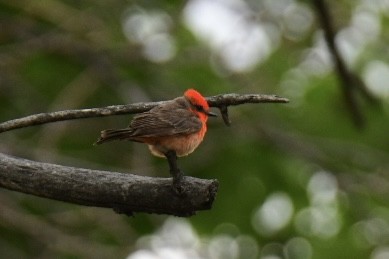 ベニタイランチョウ - ML452897201